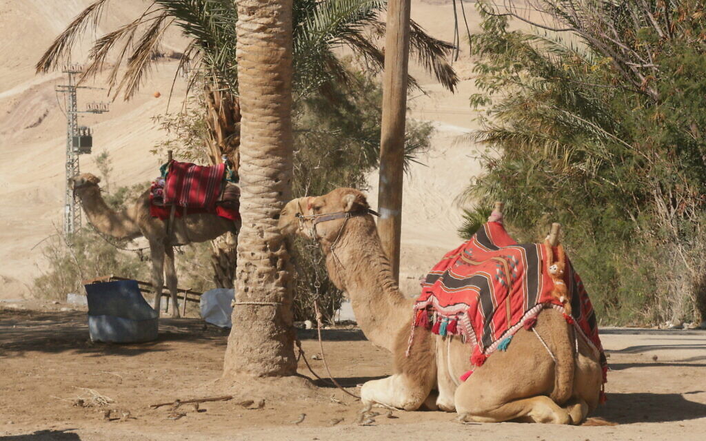 Camels sit outside the Nabi Musa shrine. (Shmuel Bar-Am)
