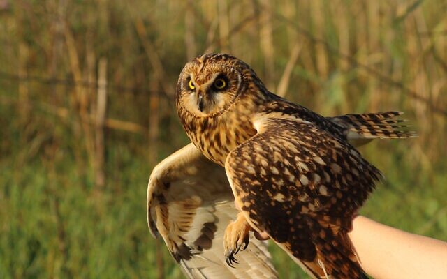 A short-eared owl caught for bird ringing at the Poleg swamp. (Yotam Lehnardt)
