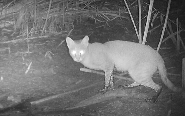 A swamp cat caught on camera at the Poleg swamp. (YouTube screenshot)