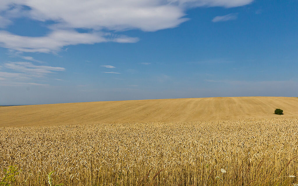 Wheat fields in midsummer (August) in Ukraine, Oblast Lviv (© Raimond Spekking /CC BY-SA 4.0)