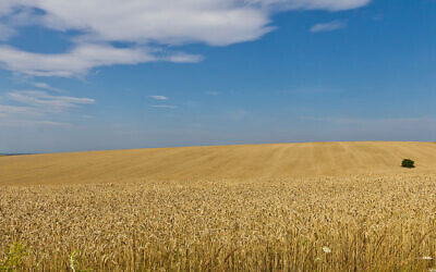 Wheat fields in midsummer (August) in Ukraine, Oblast Lviv (© Raimond Spekking /CC BY-SA 4.0)