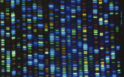This undated image made available by the National Human Genome Research Institute shows the output from a DNA sequencer. (NHGRI via AP)