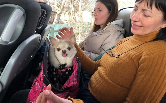 A Jewish family from Kharkiv and their chihuahua on the bus organized by Israel's Ukraine embassy to take citizens from Lviv to Poland, March 11, 2022 (Lazar Berman/Times of Israel)