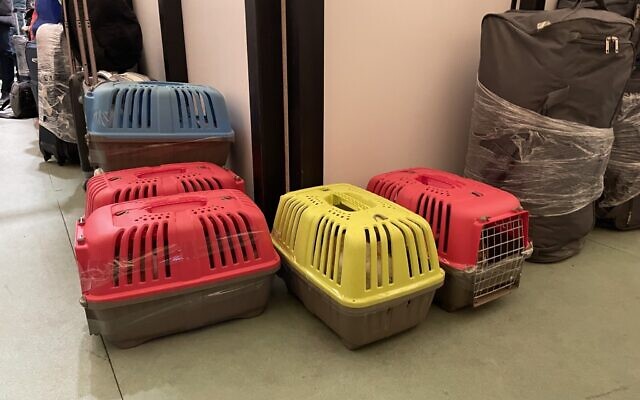 Travel boxes for cats at the Joint Distribution Committee hub in Chișinău, Moldova, March 16, 2022. (Sue Surkes/Times of Israel)