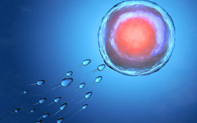 Illustration of sperm and egg cell (iStock via Getty Images)