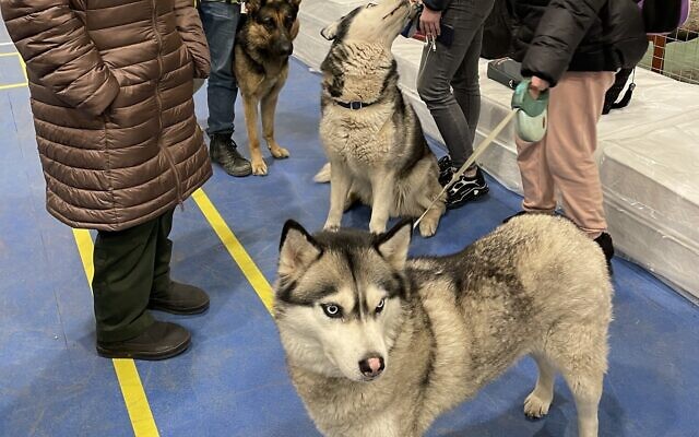 A German Shepherd and two huskies at the Joint Distribution Committee hub in Chișinău, Moldova, March 16, 2022. (Sue Surkes/Times of Israel)