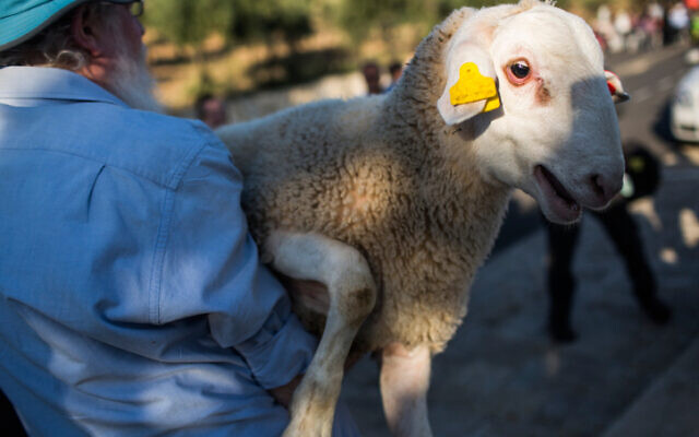 A sheep is carried for the Passover Sacrifice 'practice' ceremony at Beit Orot in East Jerusalem, on April 18, 2016. (Hadas Parush/Flash90)