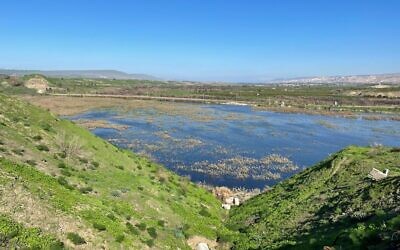 The former fishpond at Kfar Ruppin in northern Israel that is undergoing rewilding. (Omri salner, Society for the Protection of Nature in Israel)