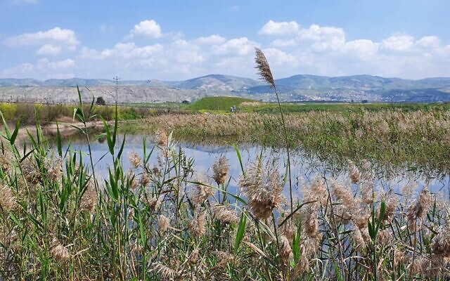 The first Israeli fishpond to undergo rewilding by the Society for the Protection of Nature in Israel, and to be tested as a basis for carbon credits by Terrra, Kfar Ruppin, DATE? CREDIT?