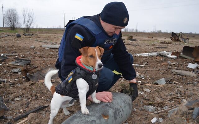 In this image published April 19, 2022, a Ukrainian bomb sniffing dog, Patron, is seen standing on top of a shell in Ukraine. (State Emergency Service of Ukraine)