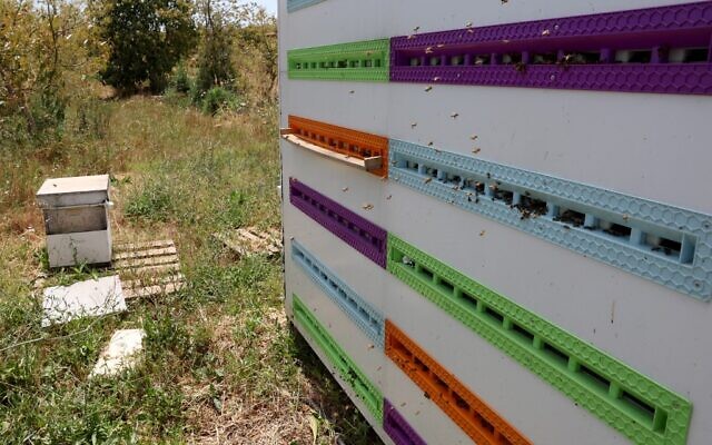 Bees populate new high-tech beehives, part of the Beehome project, in Israel's Kibbutz Beit Haemek in the northern Galilee, on May 14, 2022. (JACK GUEZ / AFP)