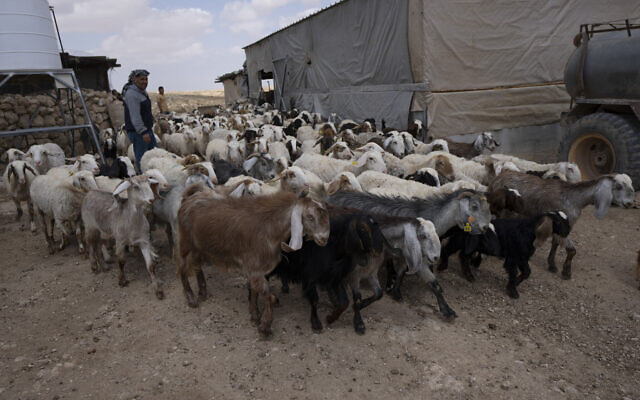 Palestinian Issa Abu Eram takes his flock of sheep out for the afternoon graze, in the West Bank Beduin community of Jinba, Masafer Yatta, on Friday, May 6, 2022. (AP Photo/Nasser Nasser)