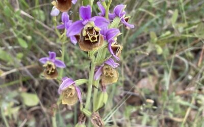 Drone bee orchid, Ophrys holosericea, seen near to the Rakit parking lot in the Carmel mountains, May 7, 2022. (Sue Surkes/Times of Israel).