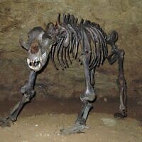 Extinct species of cave bear excavated in Devil's Cave, near Pottenstein, Germany. (Ra'ike, CC BY-SA 3.0, Wikimedia Commons)