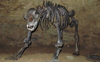 Extinct species of cave bear excavated in Devil's Cave, near Pottenstein, Germany. (Ra'ike, CC BY-SA 3.0, Wikimedia Commons)