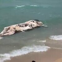 A young sperm whale that washed up on a Tel Aviv beach on May 20, 2022 (Screenshot/Twitter)