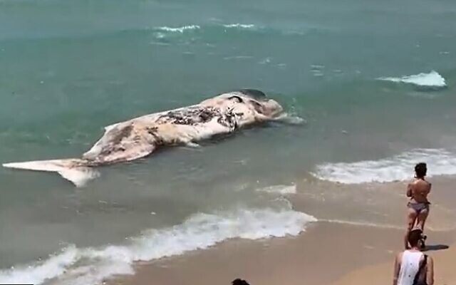 A young sperm whale that washed up on a Tel Aviv beach on May 20, 2022 (Screenshot/Twitter)