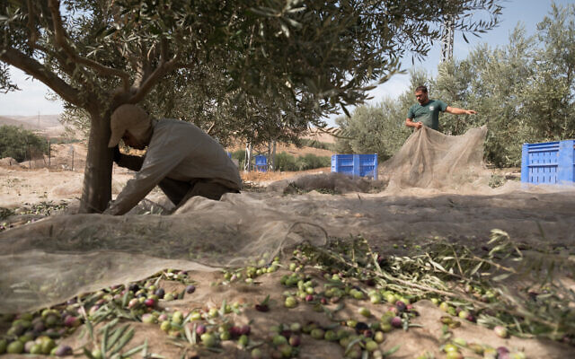 Illustrative: Olives being harvested in the Jordan Valley, November 05, 2017. (Yaniv Nadav/FLASH90)