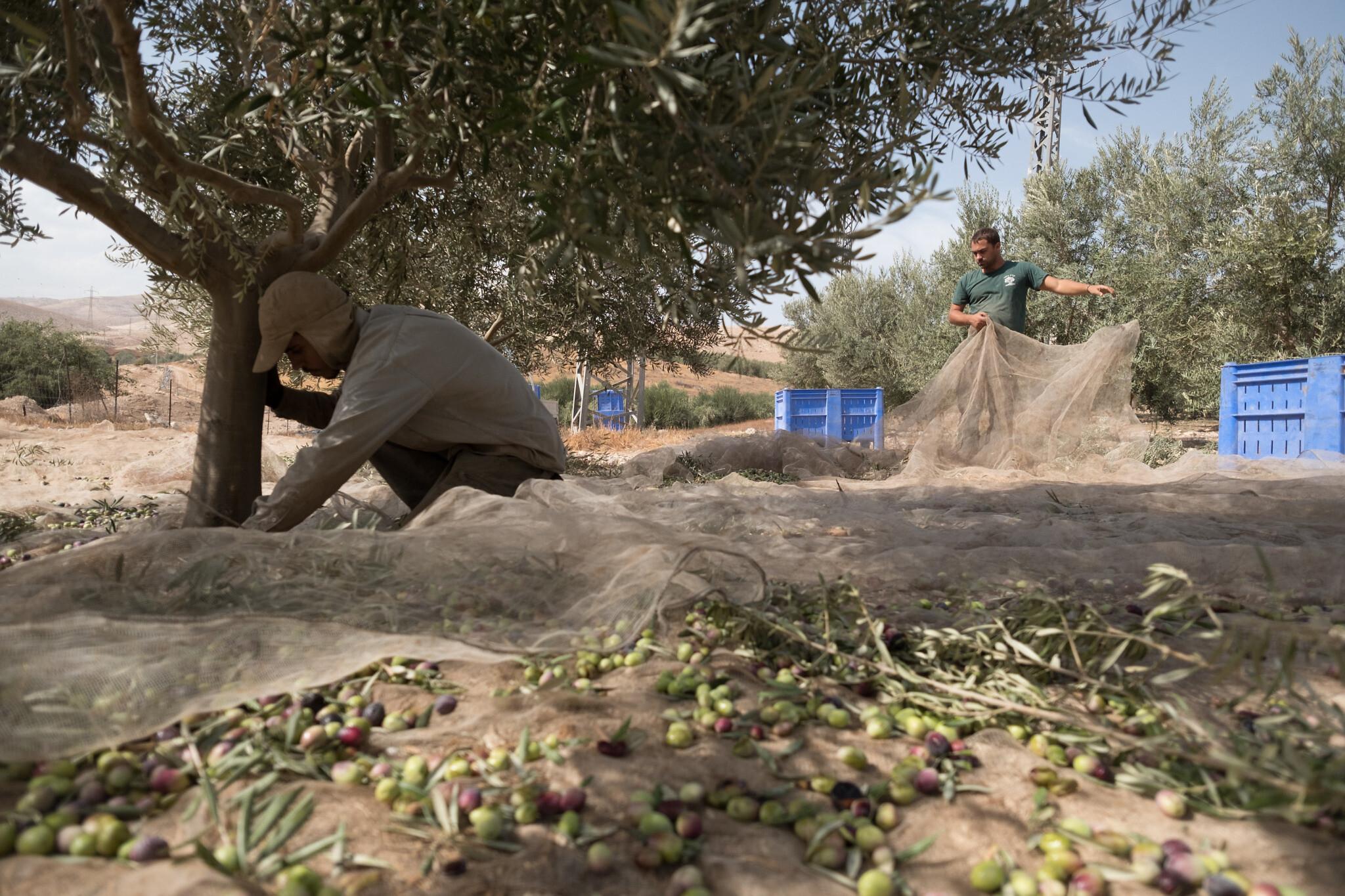 Digging into the past of olive trees.