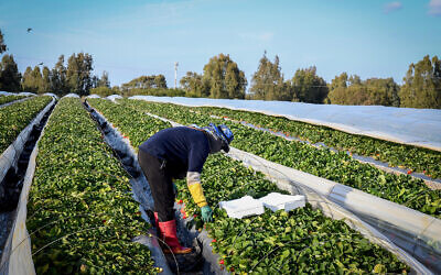 Illustrative: A strawberry farm near the city of Netanya, on February 20, 2022. (Yossi Zeliger/Flash90)