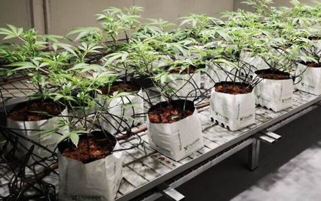 Enhanced cannabis plants grown by Israeli researchers at Hebrew University, May 2022. (Hebrew University)