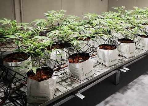 Israeli researchers use repurposed plant virus to grow 'enhanced' cannabis