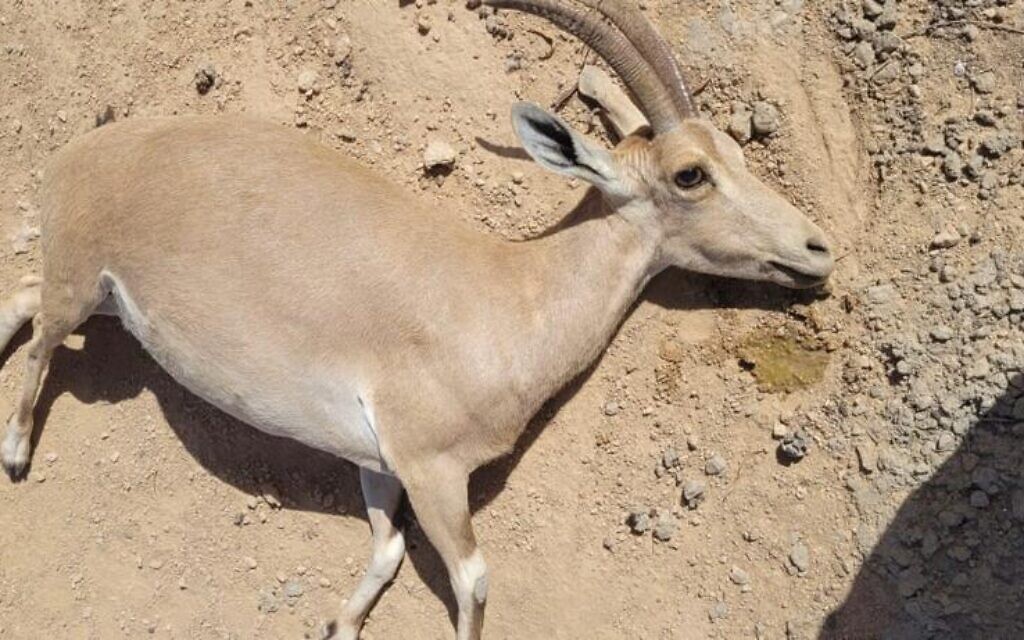 Four ibexes die in suspected poisoning in southern Israel | The Times of  Israel