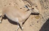 One of the dead ibexes found in the southern town of Mitzpe Ramon on June 11, 2022, in a suspected poisoning incident.  (Yedidia Shmuel, Israel Nature and Parks Authority)