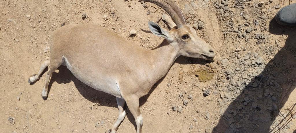 Four ibexes die in suspected poisoning in southern Israel | The Times of  Israel