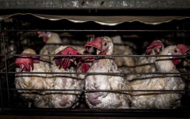 Laying hens in a cage. (Animals Now)