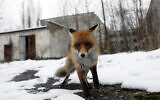 Illustrative: In this file photo taken on Thursday, Dec. 22, 2016, a fox roams in the deserted town of Pripyat, some 3 kilometers from the Chernobyl nuclear plant in Ukraine. (AP Photo/Sergei Chuzavkov, File)