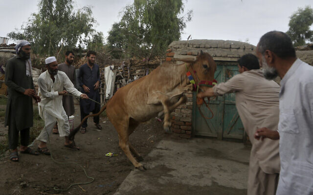 Afghan refugees struggle to control a bull for slaughtering on the occasion of the Eid al-Adha holiday in the Kazana Refugee camp on the outskirts of Peshawar, Pakistan,  July 9, 2022 (AP Photo/Muhammad Sajjad)
