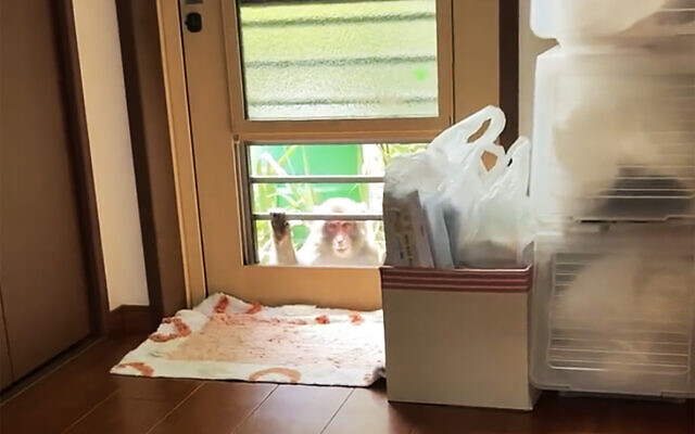 This image from a video shows a monkey loitering around a home in Yamaguchi, Japan, July 23, 2022 (Anonymous via AP)