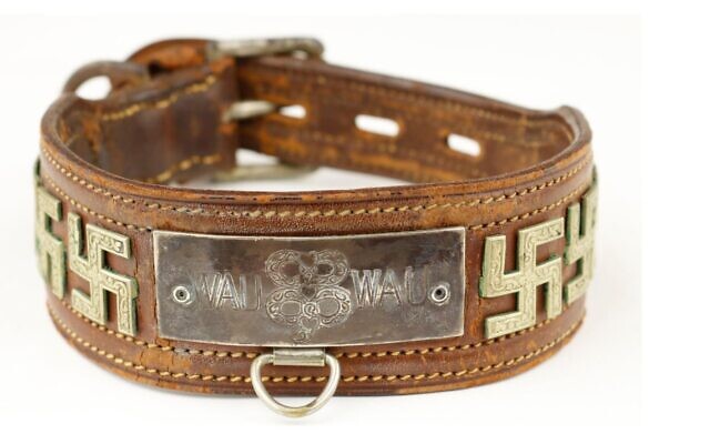 A dog collar said to have belonged to the Scottish terrier of Eva Braun, Adolf Hitler's wife, on display on the website of Alexander Historical Auctions, July 28, 2022. ( Alexander Historical Auctions)