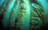 Illustrative. Giant kelp growing in the ocean, near the Channel Islands in California. (iStock)