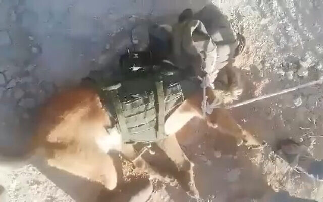 A military dog captured by Palestinians amid a raid in the West Bank city of Dura, near Hebron on July 4, 2022. (Screen capture: Twitter)