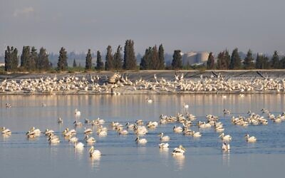 Great white pelicans at a water reservoir in the Hefer valley, in central Israel, on October 22, 2021. Pelicans stop off in Israel during their annual migration from the Balkans to Africa, where they enjoy a mild winter before returning to Europe. (Moshe Shai/Flash90)