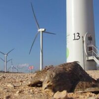 A dead common kestrel at the foot of a wind turbine at Sirin in 2017. (Israel Nature and Parks Authority)