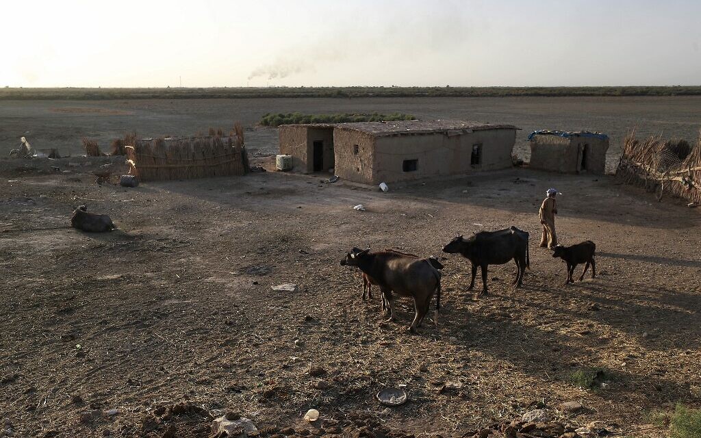 A man stands outside his home near water buffaloes in the Hawiza marsh near the city of al-Amarah in southern Iraq on July 27, 2022. (AHMAD AL-RUBAYE / AFP)
