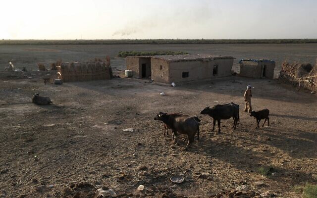 A man stands outside his home near water buffaloes in the Hawiza marsh near the city of al-Amarah in southern Iraq on July 27, 2022. (AHMAD AL-RUBAYE / AFP)