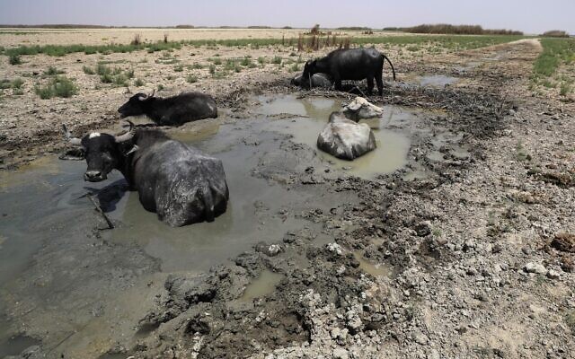Water buffaloes sit in a stream during a drought at the Hawiza marsh near the city of al-Amarah in southern Iraq on July 27, 2022. (AHMAD AL-RUBAYE / AFP)