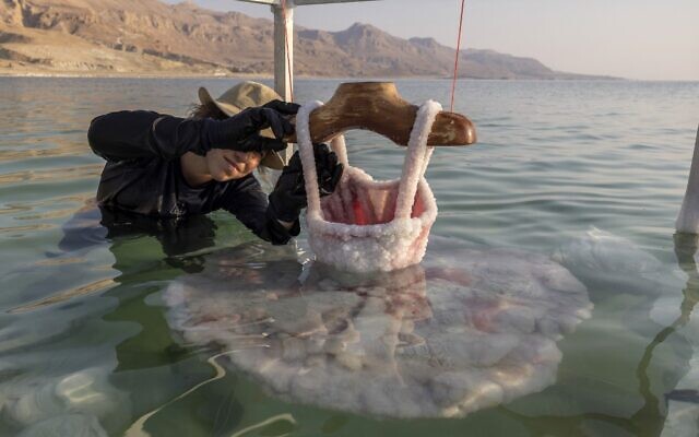 An assistants of Israeli multidisciplinary artist Sigalit Landau inspects one of her artworks submerged in the salty Dead Sea water, at the Ein Bokek resort, on August 2, 2022. (MENAHEM KAHANA / AFP)