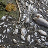 Dead fish on the banks of the river Oder in Schwedt, eastern Germany, on August 12, 2022, after a massive fish kill was discovered in the river in the eastern federal state of Brandenburg, close to the border with Poland. (Photo by Odd ANDERSEN / AFP)
