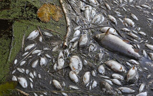 Dead fish on the banks of the river Oder in Schwedt, eastern Germany, on August 12, 2022, after a massive fish kill was discovered in the river in the eastern federal state of Brandenburg, close to the border with Poland. (Photo by Odd ANDERSEN / AFP)
