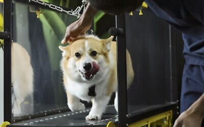 A dog runs on a treadmill at the 'Posh Pets' boutique and spa in Abu Dhabi on August 16, 2022. (Karim SAHIB / AFP)