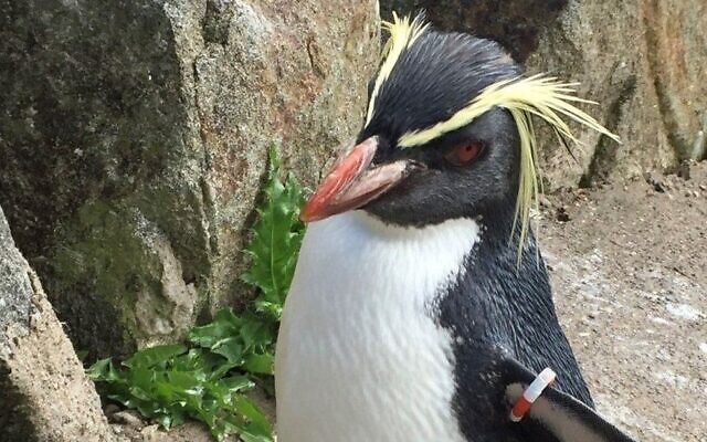 Mrs. Wolowitz, a 35-year-old northern rockhopper penguin, who was named after the character of Debbie Wolowitz from the TV sitcom "The Big Bang Theory," died on August 11, 2022, at the Edinburgh Zoo in Scotland. (The Royal Zoological Society of Scotland - RZSS)