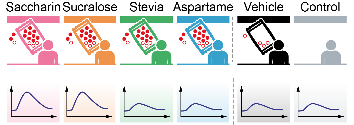An illustration showing glucose levels among trial participants who took different sweeteners, and those who were part of control groups. The control groups are labelled ‘control’ and ‘vehicle.’ (courtesy of the Weizmann Institute of Science)