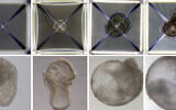 A synthetic mouse embryo grown at Weizmann Institute of Science, pictured dally, from day one top left, to stay eight bottom right. (courtesy of the Weizmann Institute of Science)