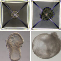 A synthetic mouse embryo grown at Weizmann Institute of Science, pictured dally, from day one top left, to stay eight bottom right. (courtesy of the Weizmann Institute of Science)