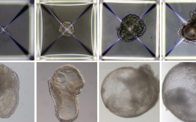 A synthetic mouse embryo grown at Weizmann Institute of Science, pictured dally, from day one top left, to day eight bottom right. (Courtesy Weizmann Institute of Science)